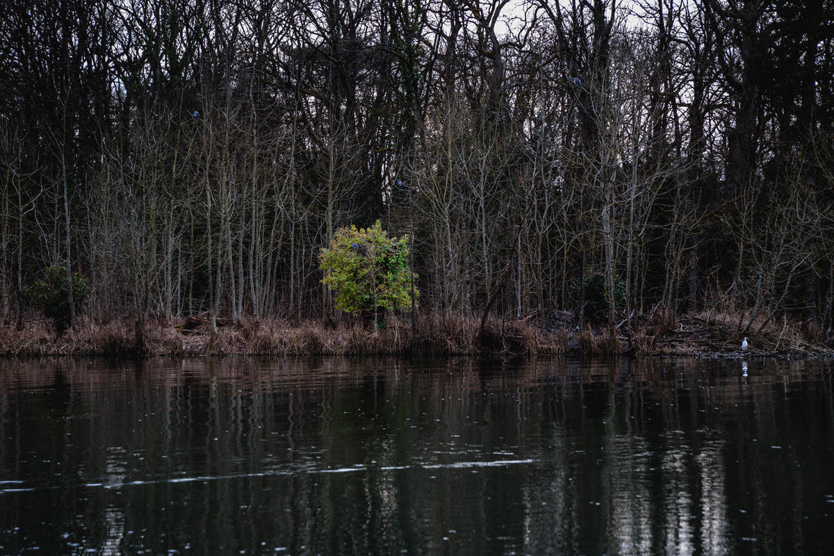 Light Tree