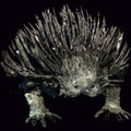 Echidna
