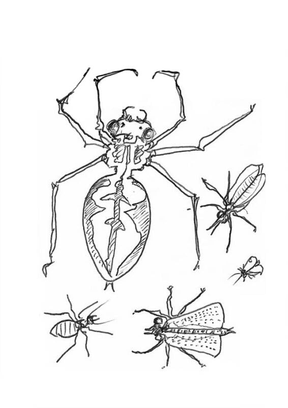 Insect Studies (1)