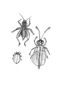 Insect Studies 2