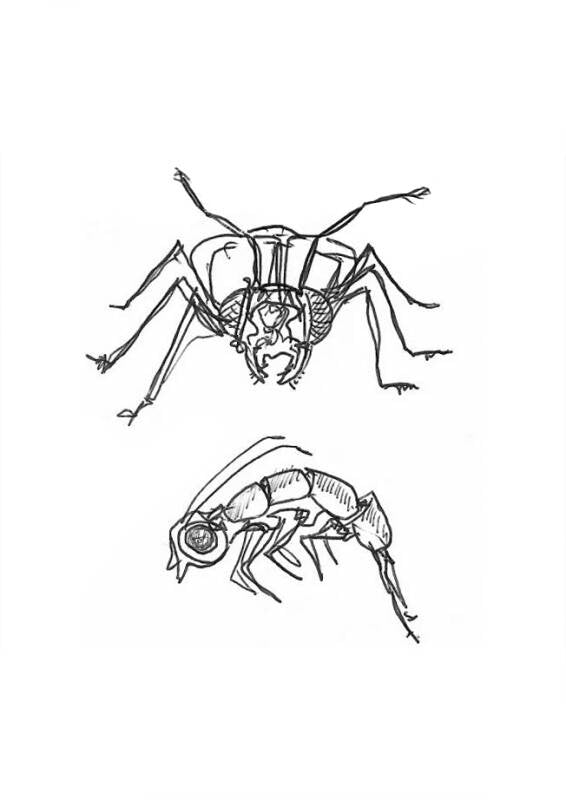 Insect Studies (3)