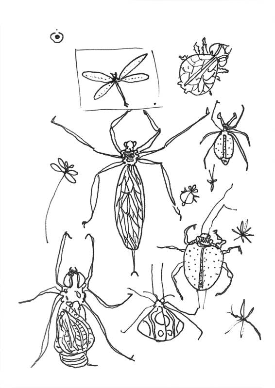 Insect Studies 4