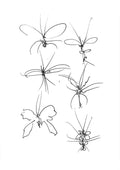 Insect Studies (5)