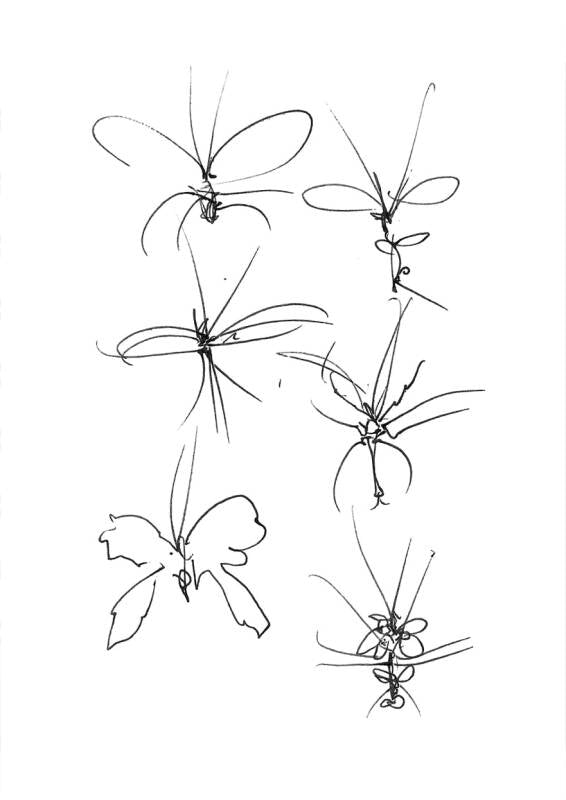 Insect Studies (5)