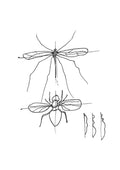 Insect Studies (6)