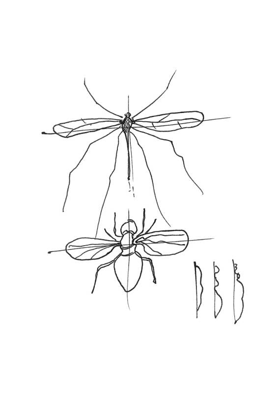 Insect Studies (6)