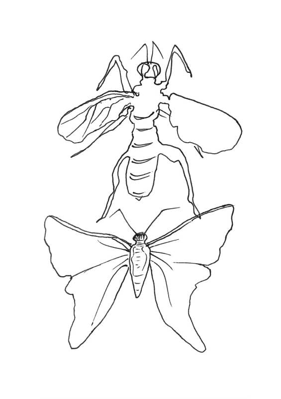 Insect Studies 7