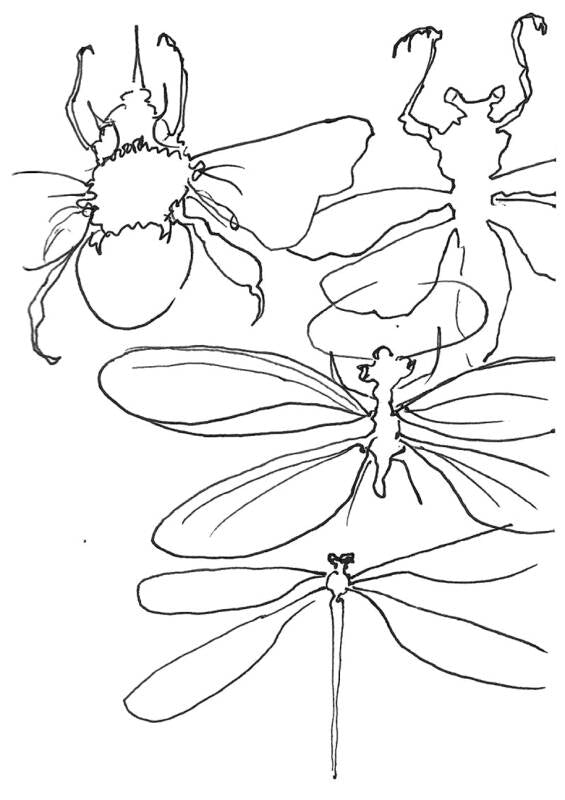 Insect Studies 8