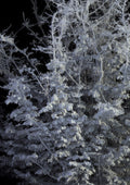 Remains #L2_001_001 10K