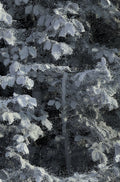 Remains #L1_004_004