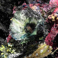 Compost VIII — photographie de Lauren Moffatt · Galerie Charlot